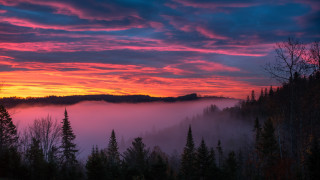 Sunset forest fog trees pink - mist free wallpaper