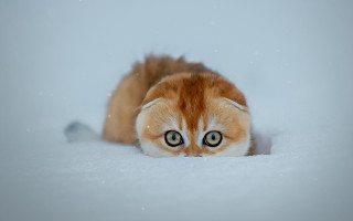 Cat snow surprised bigeyes surrealism - surrealism free wallpaper