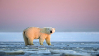 Polar bear ice water sunset - the ice free wallpaper