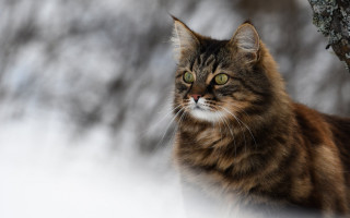 Cat sitting snow tree branch - a portrait free wallpaper