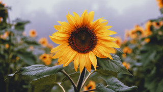 Sunflower field bee cloudy sunset - dionisiu free wallpaper