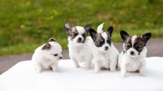 Small dogs white surface green - a green field of grass free wallpaper