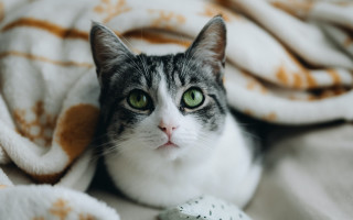 Black cat bed blurry green - brenda chamberlain free wallpaper