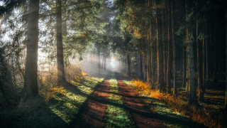 Path woods sunlight trees autumn - the tree and grass free wallpaper