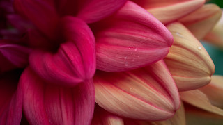 Pink flower water droplets macro 39 - petal free wallpaper