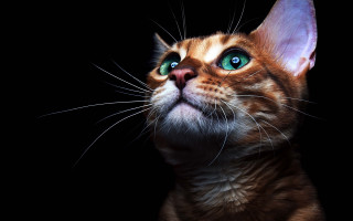 Cat green eyes up close - green eye free wallpaper