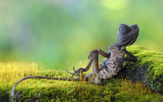 Lizard mossy surface green background - mossy free wallpaper