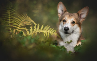 Dog sitting in grass fern - a dog free wallpaper for desktop