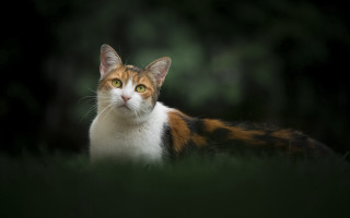 Cat green eyes grass serious 2 - a serious look free wallpaper