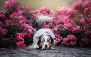 Dog pink flowers bird garden - overhead in the background free wallpaper