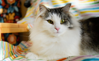 Cat blanket chair stuffed animal - stuffed free wallpaper
