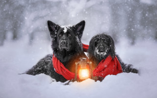 Dogs snow lantern scarf winter - their paw free wallpaper