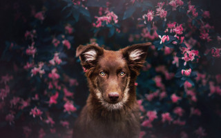 Dog flower background closeup bokeh - flowery free wallpaper