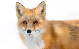 Fox brown white background black - a black nose free wallpaper