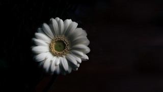 White flower green center black 3 - a dark background behind free wallpaper