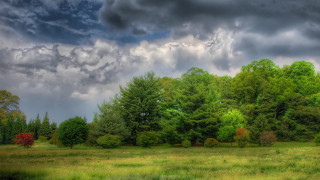 Field trees grass cloudy sky 2 - tonalism free wallpaper