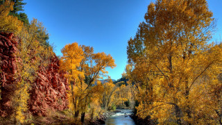 River trees yellow leaves blue - yellow leaf free wallpaper
