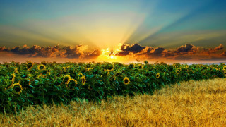 Sunflower field clouds sunset horizon - a field of sunflowers free wallpaper