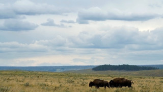 Buffalo grazing cloudy sky distant - the distance free wallpaper for desktop