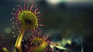 Flower water droplets blurry background 2 - water droplet free wallpaper