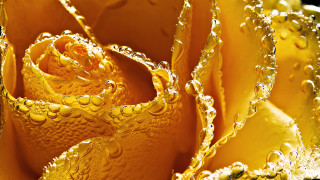 Yellow rose water droplets closeup - macro photography free wallpaper