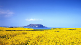 Yellow flower field mountain sky - the distance free wallpaper
