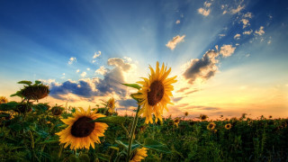 Sunflower field sunset clouds sky 4 - a field of sunflowers free wallpaper