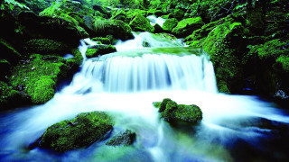 Small waterfall forest mossy rocks 3 - a small waterfall in a forest free wallpaper