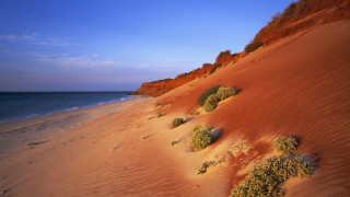 Sandy beach bushes ocean cliff - a few bush free wallpaper