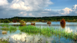 Lake forest sky flowers meadow - impressionist free wallpaper