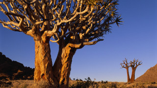 Desert trees bushes blue sky - a group of trees free wallpaper