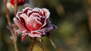 Frosted red white flower macro - frost free wallpaper