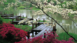 Wooden dock flower trees lake - a wooden dock free wallpaper