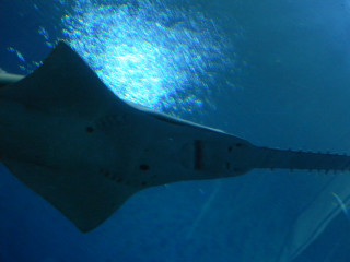 Large fish swimming blue ocean - a sun free wallpaper