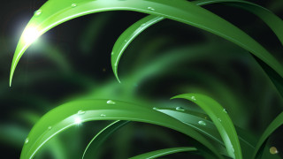 Green plant water drops bright - a green plant free wallpaper