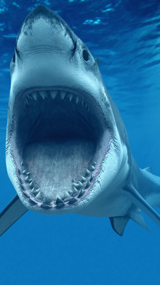 Shark open mouth fish hook - nearby free wallpaper