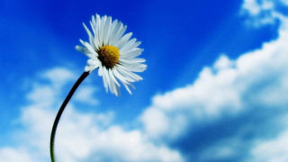 Daisy blue sky clouds macro - a single daisy free wallpaper