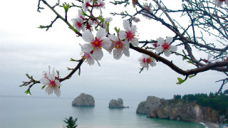 White flower ocean rocks bamboo - free spring wallpaper for desktop