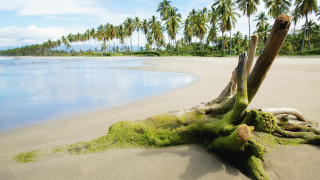 Washed over tree beach palm - bascove free wallpaper for desktop