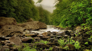 River forest rocks trees foggy - a foggy sky above free wallpaper