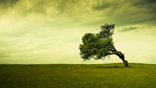 Lone tree grassy field cloudy 15 - a grassy field under a cloudy sky free wallpaper