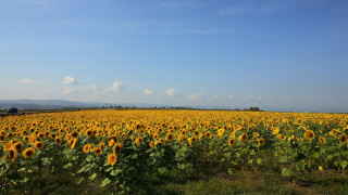 Sunflower field blue sky clouds - a blue sky in the background free wallpaper for desktop
