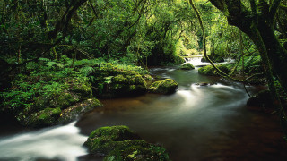 Lush green forest stream bridge 3 - a stream free wallpaper