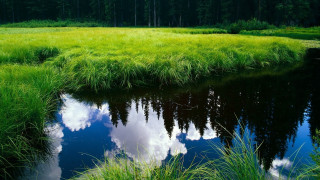 Stream green field forest trees - tree and grass free wallpaper