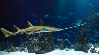 Large shark aquarium fish corals - underwater free wallpaper