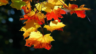 Leaves falling autumn rain umbrella - a blurry background free wallpaper