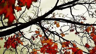 Red leaves tree autumn nature - color free wallpaper