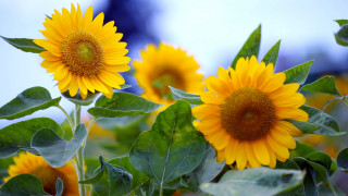 Sunflowers green leaves summer vibrancy - cindy wright free wallpaper