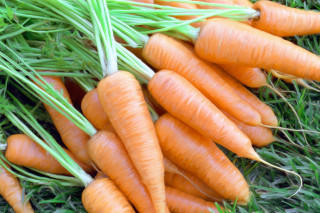 Carrots laying ground green tops - the ground together free wallpaper