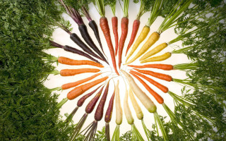 Carrots circle plate grass anne - ecological art free wallpaper